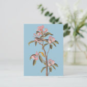 Carte Postale L'oiseau de couvier d'Audubon sur Calico-Bus rose (Debout devant)