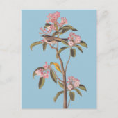 Carte Postale L'oiseau de couvier d'Audubon sur Calico-Bus rose (Devant)