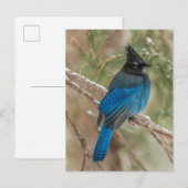 Carte Postale L'oiseau-geai de Steller dans l'arbre (Devant / Derrière)