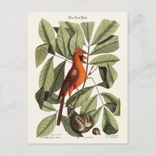 Carte Postale L'oiseau rouge (Devant)