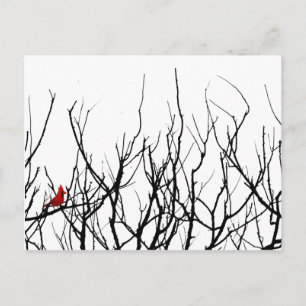 Carte Postale L'oiseau rouge par Leslie Peppers