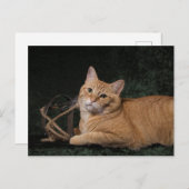 Carte Postale Loki avec traîneau (Devant / Derrière)