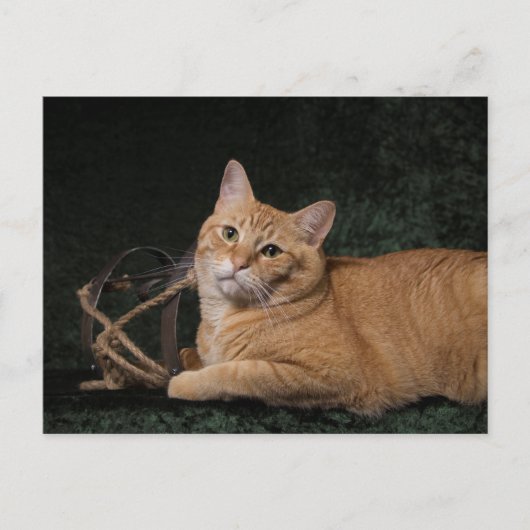 Carte Postale Loki avec traîneau (Devant)