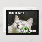 Carte postale LOLCat Sassy (Devant / Derrière)