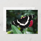 Carte postale Lolipop papillon (Devant / Derrière)