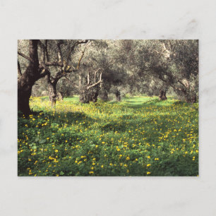 Carte Postale L'oliveraie