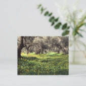 Carte Postale L'oliveraie (Debout devant)
