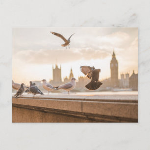 Carte Postale London seagulls