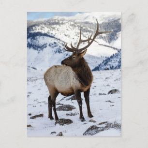 Carte Postale Lone Bull Elk dans la neige   Parc national de Yel