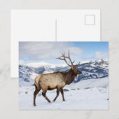 Carte Postale Lone Bull Elk | Parc national de Yellowstone (Devant / Derrière)