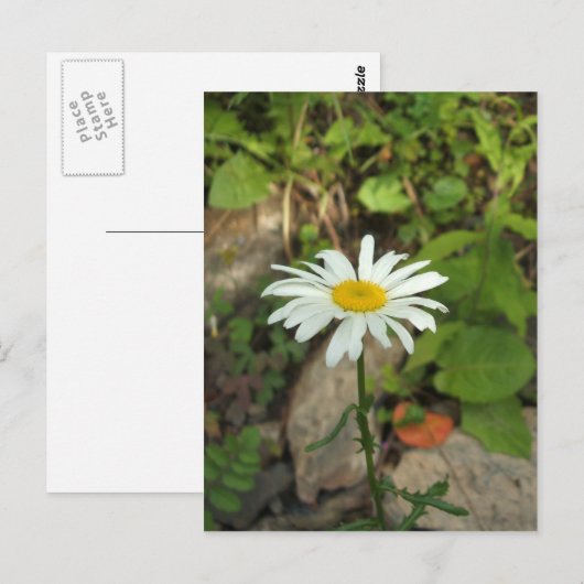 Carte Postale Lone Daisy (Devant / Derrière)