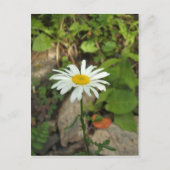 Carte Postale Lone Daisy (Devant)