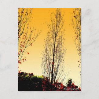 Carte Postale "Lone Sentinel"