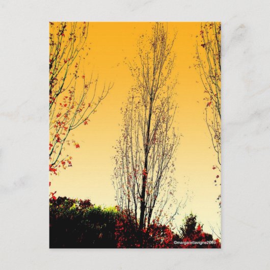 Carte Postale "Lone Sentinel" (Devant)