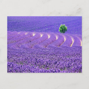 Carte Postale Lone tree à Lavender Field, France