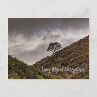 Carte Postale Lone Tree Long Mynd Shropshire