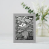 Carte Postale Lonely (Debout devant)