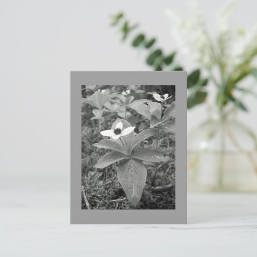 Carte Postale Lonely (Debout devant)