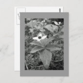 Carte Postale Lonely (Devant / Derrière)