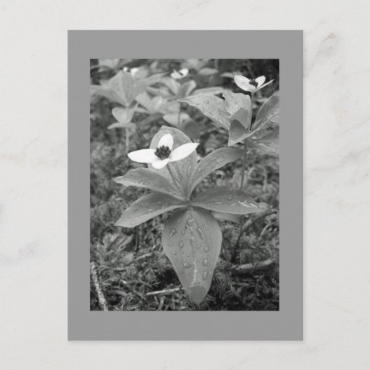 Carte Postale Lonely (Devant)