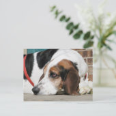 Carte Postale Lonely Basset Hound (Debout devant)