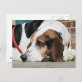 Carte Postale Lonely Basset Hound (Devant / Derrière)