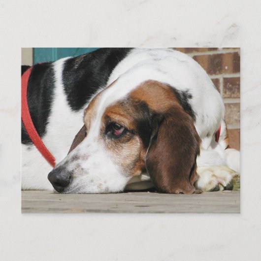 Carte Postale Lonely Basset Hound (Devant)