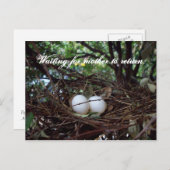 Carte Postale Lonely Birds Nest (Devant / Derrière)