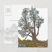 Carte Postale Lonely Cypress (Devant / Derrière)