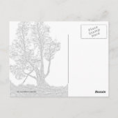 Carte Postale Lonely Cypress (Dos)