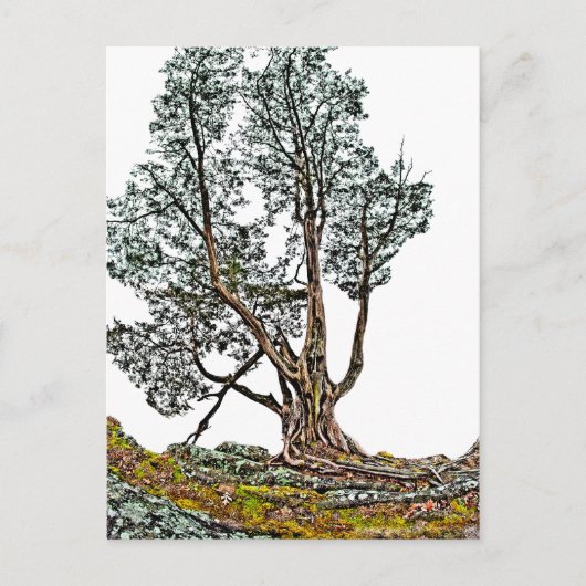 Carte Postale Lonely Cypress (Devant)