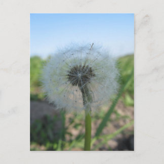 Carte Postale Lonely Dandelion, Envoyer Ugly Postcards Collectio