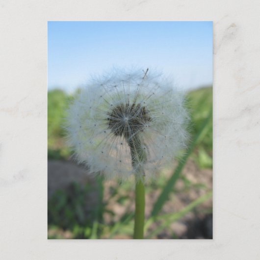 Carte Postale Lonely Dandelion, Envoyer Ugly Postcards Collectio (Devant)