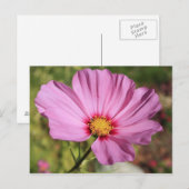 Carte Postale Lonely Flower (Devant / Derrière)