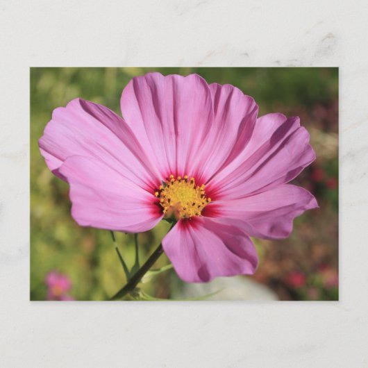 Carte Postale Lonely Flower (Devant)