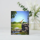 Carte Postale Lonely Giraffe (Debout devant)