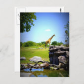 Carte Postale Lonely Giraffe (Devant / Derrière)