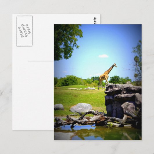 Carte Postale Lonely Giraffe (Devant / Derrière)