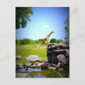 Carte Postale Lonely Giraffe (Devant)