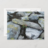 Carte postale Lonely Mountain (Devant / Derrière)