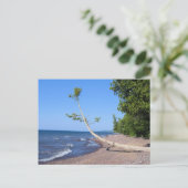 Carte postale Lonely Tree du lac Supérieur (Debout devant)