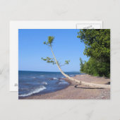 Carte postale Lonely Tree du lac Supérieur (Devant / Derrière)