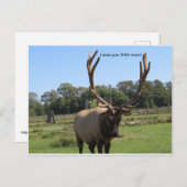Carte postale Lonesome Bull Elk (Devant / Derrière)