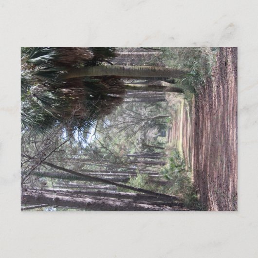 Carte Postale Long chemin à travers les marécages (Devant)