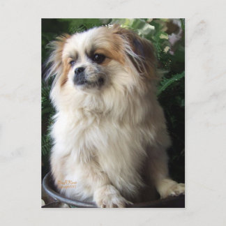Carte Postale Long chien adorable de délivrance de cheveux