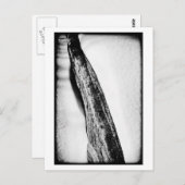 Carte Postale long froid dur solitaire (Devant / Derrière)