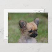 Carte Postale Long Haired Chihuahua Chiuppy regardant la caméra (Devant / Derrière)