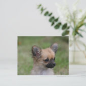 Carte Postale Long Haired Chihuahua Chiuppy regardant la caméra (Debout devant)