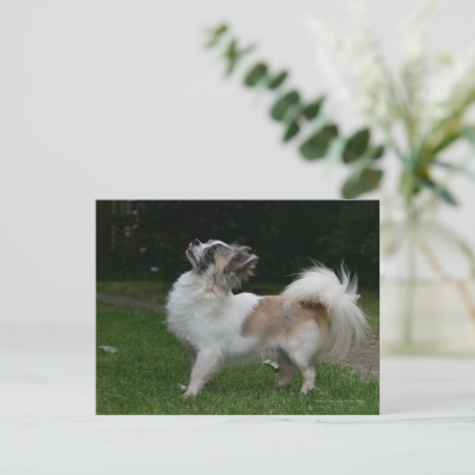 Carte Postale Long Haired Chihuahua Regardez la caméra (Debout devant)