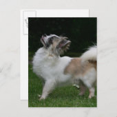 Carte Postale Long Haired Chihuahua Regardez la caméra (Devant / Derrière)